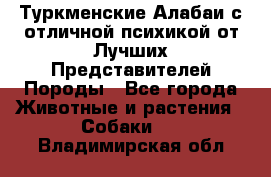 Туркменские Алабаи с отличной психикой от Лучших Представителей Породы - Все города Животные и растения » Собаки   . Владимирская обл.